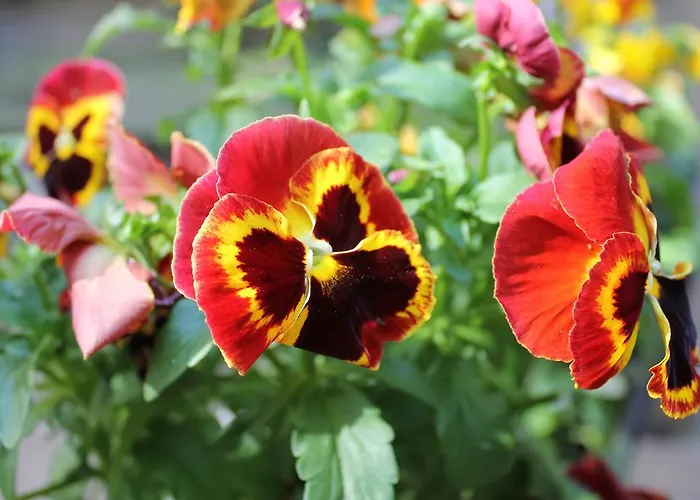 Affittacamere Omega 3*